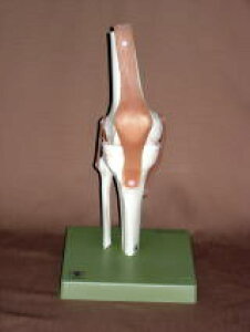 �y���������z�y�������N���k �Ώې��i�z�\���\�Ё@�G�֐ߋ@�\�͌^ ns50 �l�̖͌^