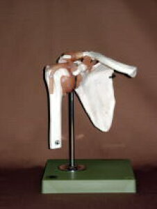 �y���������z�y�������N���k�t�z�\���\�Ё@���֐ߋ@�\�͌^ ns53 �l�̖͌^