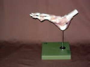 �y���������z�y�������N���k�t�z�\���\�Ё@���֐ߋ@�\�͌^ ns54 �l�̖͌^