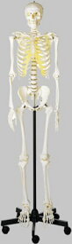 【送料無料】【無料健康相談 対象製品】ソムソ社　等身大骨格模型（男性） qs10_1 人体模型
