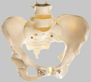 【送料無料】【無料健康相談 対象製品】ソムソ社　女性骨盤模型 qs26 人体模型