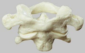 \\Ё@łƑŁAX^ht qs56 l̖͌^