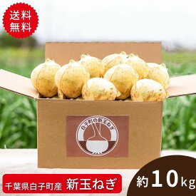 【5月11日からお届け/送料無料】【公式】石井食品 白子町産 新玉ねぎ10kg（常温品）｜イシイ 千葉 旬の味 たまねぎ 玉葱 タマネギ 白子玉ねぎ 無添加調理 石井食品 イシイ食品