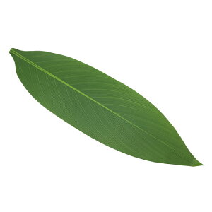 �C���p�e�B�[���[�t�X�J�[�g(�ȑO��TLS101�^�C�v) /TL05