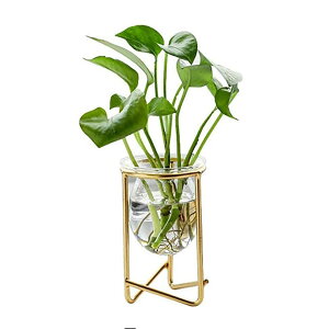 y10OFFN[|I11/27()1:59܂ŁzGOLWIS ACA C[ t[ IjI onion t[x[X X`[ ԕr ֑} ԕr t[ԕr A k ؍ CeA G h