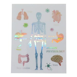 yyI25OFFN[|Izcinemacollection STUDY HOLIC _CJbgV[ I[XebJ[ lސw Green Flash fRV[ ϐό w w ObY [