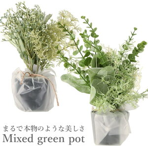 y10OFFN[|I12/11()1:59܂ŁzBACKYARD FAMILY ~bNXO[|bg t@bVG