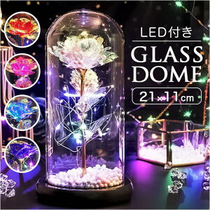 BACKYARD FAMILY KXh[   LEDt EG߉Ɠd