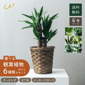 選べる6号鉢と鉢カバーのセット 観葉植物 プレゼント ギフト おしゃれ ギフト インテリア シェフレラ・コンパクタ ユッカ サンセベリア ゴッドセフィアナ ウンベラータ アルテシマゴム 開店祝い 友人 両親 翌日発送 ザワウ