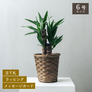 Iׂ6ƔJo[̃Zbg ϗtA v[g Mtg  Mtg CeA VFtERpN^ bJ TZxA SbhZtBAi Ex[^ AeV}S J