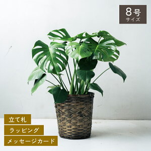 Iׂ8ƔJo[̃Zbg ϗtA v[g Mtg  Mtg CeA VFtERpN^ bJ TZxA SbhZtBAi Ex[^ AeV}S J