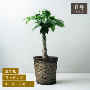 Iׂ8ƔJo[̃Zbg ϗtA v[g Mtg  Mtg CeA VFtERpN^ bJ TZxA SbhZtBAi Ex[^ AeV}S J