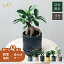 【7種類の鉢から選べる】選べる4号鉢と鉢カバーのセット ガジュマル アイビー シェフレラ ゴッドセフィアナ テーブルヤシ パキラ 観葉植物 おしゃれ ギフト インテリア 室内 20代 30代 40代 50代 60代 開店祝い 翌日発送 ザワウ クリスマス お歳暮