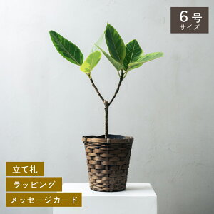 Iׂ6ƔJo[̃Zbg ϗtA v[g Mtg  Mtg CeA VFtERpN^ bJ TZxA SbhZtBAi Ex[^ AeV}S J