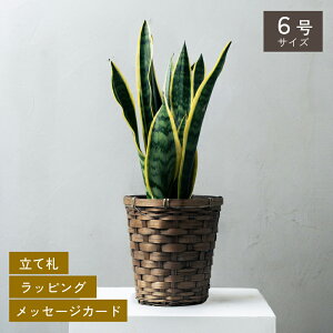 Iׂ6ƔJo[̃Zbg ϗtA v[g Mtg  Mtg CeA VFtERpN^ bJ TZxA SbhZtBAi Ex[^ AeV}S J