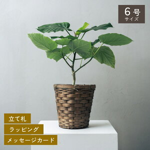 Iׂ6ƔJo[̃Zbg ϗtA v[g Mtg  Mtg CeA VFtERpN^ bJ TZxA SbhZtBAi Ex[^ AeV}S J