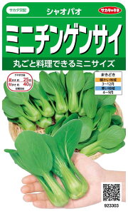 サカタのタネ 実咲野菜3303 ミニチンゲンサイ シャオパオ 00923303