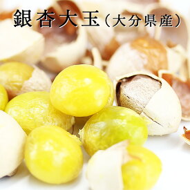 銀杏 500g 2025年産新物 殻付き銀杏の実 大分県産 銀杏 藤九郎 令和7年産 ギンナン 大粒 大玉2L 殻付ぎんなん生 種子 おつまみ イチョウの実 いちょうの実 ginko 新銀杏 殻付銀杏 生 国産 ゆうメール送料無料