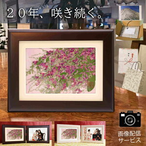 V~ |~  蕨 uU[ht-  dp vU[uht[  ʐ^ 1/2 T @v 7 Ԃ e f f vw    RpNg O 1