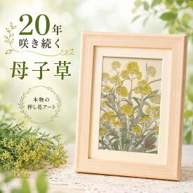 母子草 ハハコグサ (花言葉：いつも想う、無言の愛)■メモリアルフォトフレーム 母 誕生日祖母 誕生日プレゼント 妻への 花付き写真立て90歳 誕生日祖母 プレゼント 80歳 写真付き 写真立て102歳の誕生日プレゼント 妻への誕生日プレゼント ギフト 90 代 入院 中◆