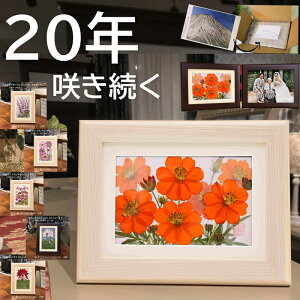 ͂Ȃ hana  LoiRXX(ԌtF쐶) av[g a a  z S j v[g  ސEj av[g  60   j   90 