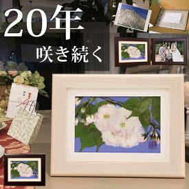 八重桜 (花言葉：豊かな教養) ■ぶりざーぶどふらわー|義母 誕生日プレゼント 押し花 写真立て 古希 お祝い 70歳 誕生日プレゼント 古希祝い 女性 入院 中 の 母 に プレゼント お祝い プリザーブドフラワー ブリザードフラワ- 祖母 誕生日 誕生日プレゼント男性