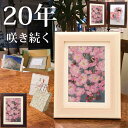 しだれ桜(花言葉：優美・円熟した美人)■押し花 ブリザードフラワ- 名入れ|プリザーブドフラワー お祝い プリザーブド フォトフレーム 写真立て　おしゃれ 母親 プレゼント 60代 花とギフト 祖母 90代 誕生日 誕生日プレゼント 女性 7月退職 おしゃれ