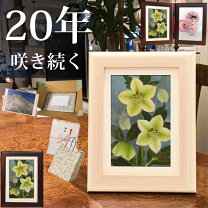 楽天市場】押し花 緑の通販 