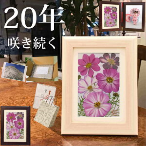 H RXX(ԌtFEaE) x炫  vU[uht[RXX 20 a v[g |a v[g 80  av[g a  ĎjvU