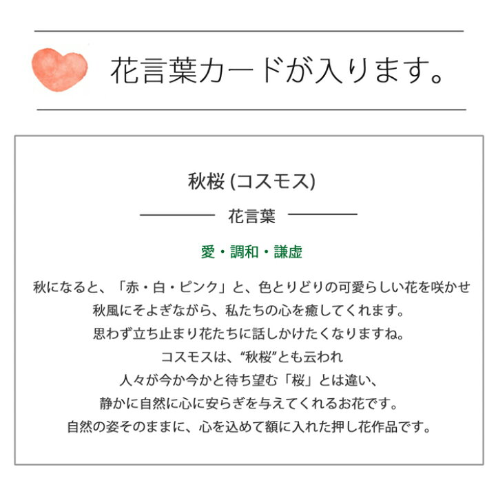 楽天市場】押し花 ☆コスモス(花言葉：愛・調和・謙虚)□母の日お花 