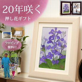 オオアラセイトウ (花言葉：知恵の泉) ■フォトフレーム 紫 ドライフラワー 紫色❖喜寿 ブリザードフラワー プレゼント 祖父 写真 プリザーブド フラワー お 見舞い 用 高級フォトフレーム 2l 木製 紫 パープル (3)◆2l サイズ フォト フレーム オシャレ おしゃれ 縦 永年勤続