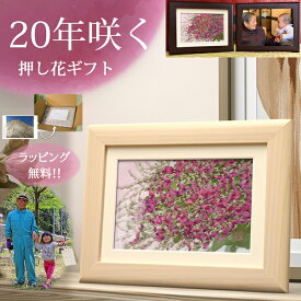 萩 (花言葉：柔らかな心) ■77歳女性 喜寿 母親 喜寿祝い 77歳 母 プリザーブドフラワー(1)◆喜寿祝い 77歳 女性 古希祝い 押し花 額 古希 お祝い 祖母 プレゼント 誕生日プレゼント 入院 中 の 母 に 70歳 喜寿プレゼント 祝い 退職祝い 義母 2l アートフレーム フォトフレ