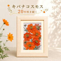 楽天市場】キバナコスモス 押し花の通販
