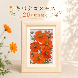 キバナコスモス(縦)(花言葉：野生美)■30代女性 誕生日プレゼント 女性誕生日 プレゼント ギフト 名前入り 写真立て◆退職祝い 30代女性誕生日プレゼント 米寿祝い 米寿 お祝い 花 88歳 米寿お祝い 米寿のお祝い の プリザーブドフラワー 贈り物 祖母 フォトフレーム 88