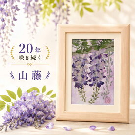 山藤 藤 藤の花 (花言葉：優しさ 懐かしい思い出■押し花 祝電 御礼★入院 中 の 母 に プレゼント 退院祝い 女性 お見舞い品 ブリザード 退院 プリザーブドフラワー 入院 お見舞い 意識なし お見舞 和の花 父の日 プリザードフラワー 入院中 父の日花とギフト 父 の 日