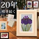 誕生日プレゼント 母親 祖母 女性 喜寿 花 ドライ 義母 母親 花 紫 プリザーブドフラワー|誕生日 プレゼント 70代 結婚記念日 20年 壁掛け 50歳 女性|誕生日85 歳 お祝い プレゼント 年配 額 70歳代 古希 古希祝い 母 70 歳 古希 喜寿祝い 77歳 写真立て 2l お母さん 誕生 日