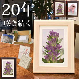 りんどう (花言葉：誠実)■三回忌お供え❖三回忌 贈り物 初盆 贈物 初盆お供え (1)◆新盆 お供え物 写真立て お供え ブリザード お悔やみ 贈り物 後日 写真立2l 2面 遺影写真立て 49日お供え物 フォトフレーム 2l遺影 3回忌お供え お盆 御供 一周忌 お供え物 お供え 三 回忌