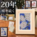 桜(縦)ソメイヨシノ(花言葉：心の美しさ) ■長持ちする花 プレゼント|女性古希祝い デザインアート おしゃれ 切り絵 結婚 お祝い 写真建て 誕生日プレゼント 80代 喜寿祝い 女性 誕生日プレゼント 周年 祝 傘寿 古希 80 代 定年 退職 さくら 花