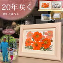 米寿のお祝い お見舞い 入院 母親 70歳 誕生日プレゼント 押し花 フレーム 用 和紙 祖父 母 80代 女性 10周年 お祝い プレゼント 70 代 誕生日 祖母 プレゼント 90代 85 歳 の 退職祝 誕生 日 86 歳 古希 お祝 7月 誕生花 |傘寿 祝い 50歳 80歳 米寿祝い 80 歳 中 に