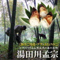 【数量限定】山形県庄内地方の春の名物「湯田川孟宗（たけのこ）朝掘り」2kg・3kg　クール便送料無料