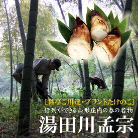 今年は大豊作！最終受付お支払いは22日正午まで！山形県庄内地方の春の名物「湯田川孟宗（たけのこ）朝掘り」2kg・3kg　クール便送料無料