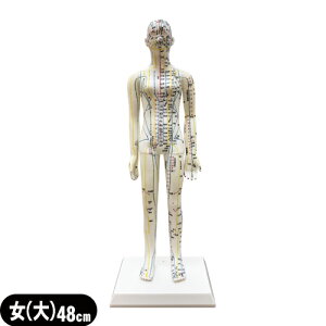 l̖͌^T|[ GXLA(S+CURE) ol`(o͌^) () 48cm (SR-0201A) - ̓IɌomFłwKɍœKIo͌^fysmtb-sz