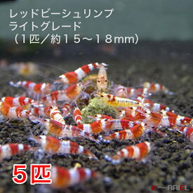 楽天市場 レッドビーシュリンプ 5匹の通販