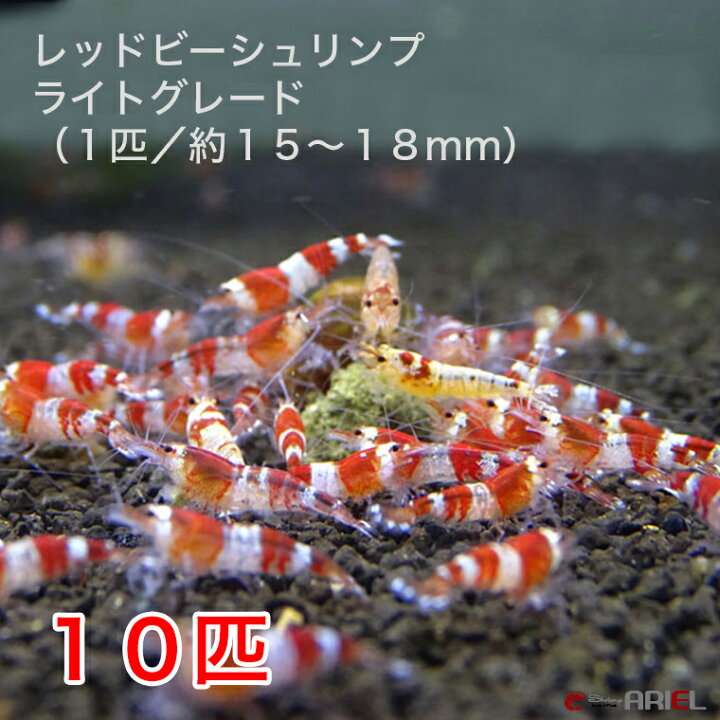 楽天市場 レッドビーシュリンプ ライトグレード 10匹セット 1匹 13 18mm前後 死着補償サービス 2匹 シュリンプ アリエル 楽天市場店 楽天市場 レッドビーシュリンプ ライトグレード 10匹セット 1匹 13 18mm前後 死着補償サービス 2匹 シュリンプ アリエル 楽天市場店