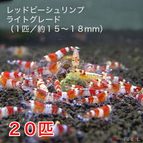 楽天市場】ビーシュリンプ 水槽セットの通販