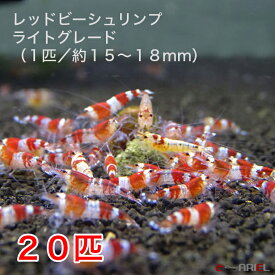 楽天市場 レッドビーシュリンプの通販