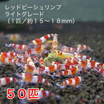 楽天市場】レッドビーシュリンプ 50匹の通販
