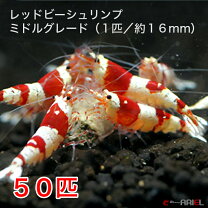 楽天市場】レッドビーシュリンプ 50匹の通販