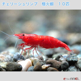 楽天市場 観賞用 エビ エビ ザリガニ 熱帯魚 アクアリウム ペット ペットグッズの通販