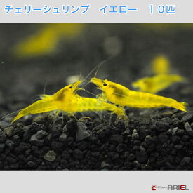 楽天市場 観賞用 エビの通販